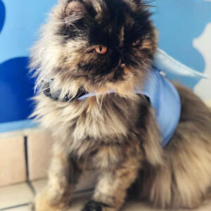 Servicio corte de pelo